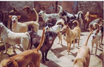 क्रूरता न हो लेकिन मनुष्यो की सुरक्षा के लिए हल अति आवश्यक_श्री चौहान मसला आवारा कुत्तों का